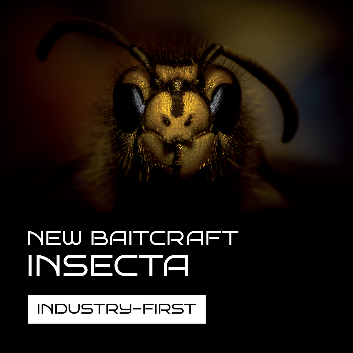 NEW INSECTA - NOW AVAILABLE